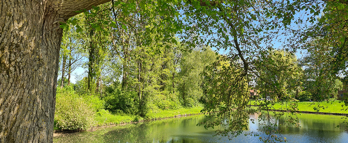 Iep aan het water